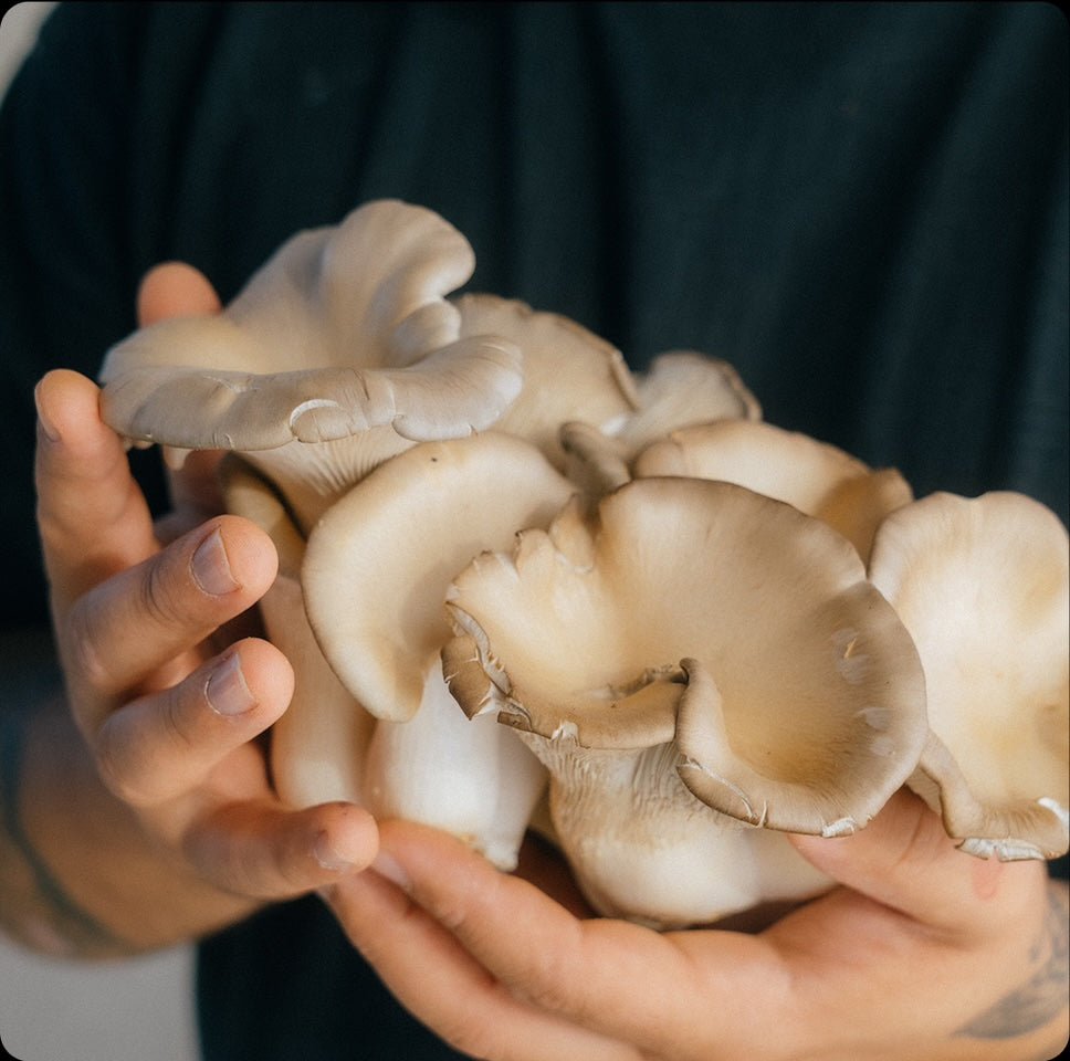 Reishi - Der Pilz der Unsterblichkeit