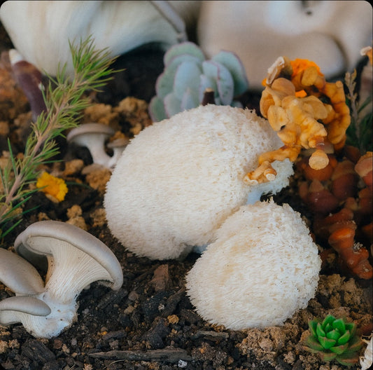 Turkey Tail: Support Against Fatigue and for Better Concentration