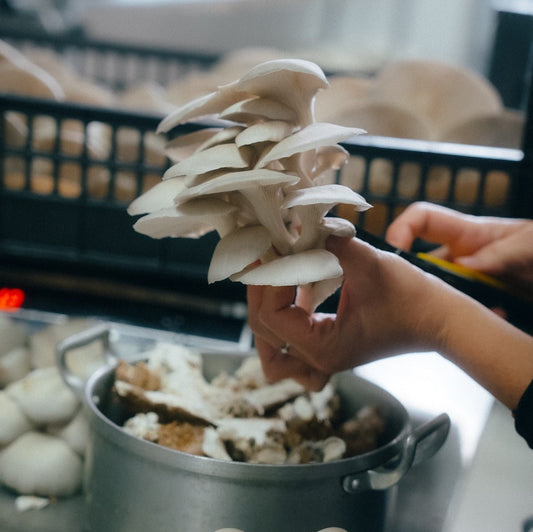 Turkey Tail / Taubenflügelpilz