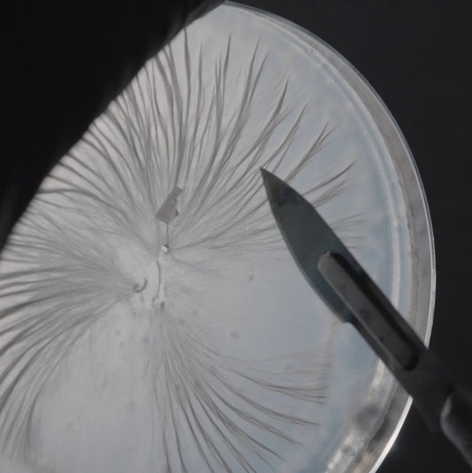 Turkey Tail: Apoio Contra a Fadiga e para Melhor Concentração