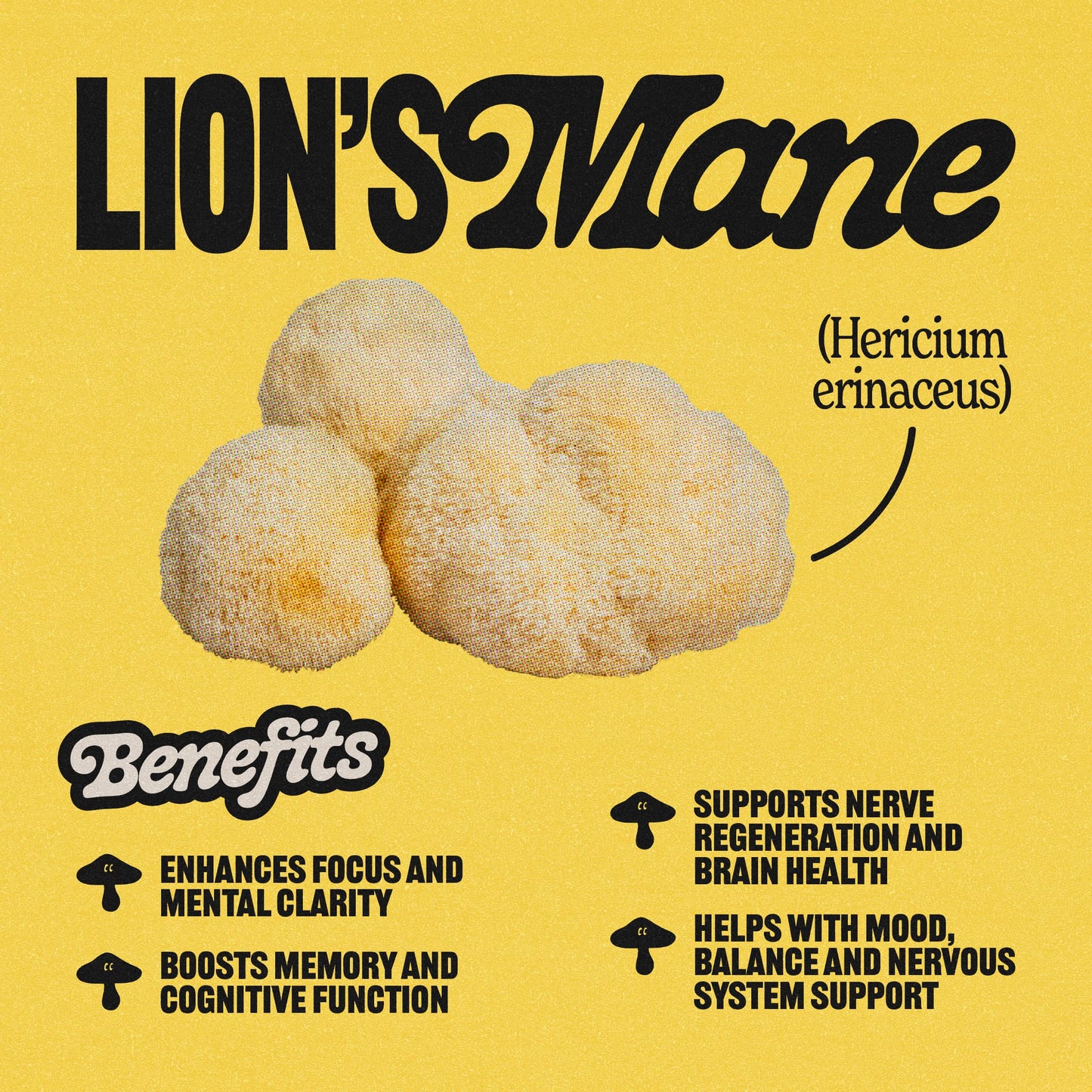Lion's Mane Tincture