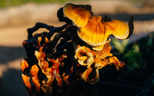 Why Slow, Traditional Methods Still Matter