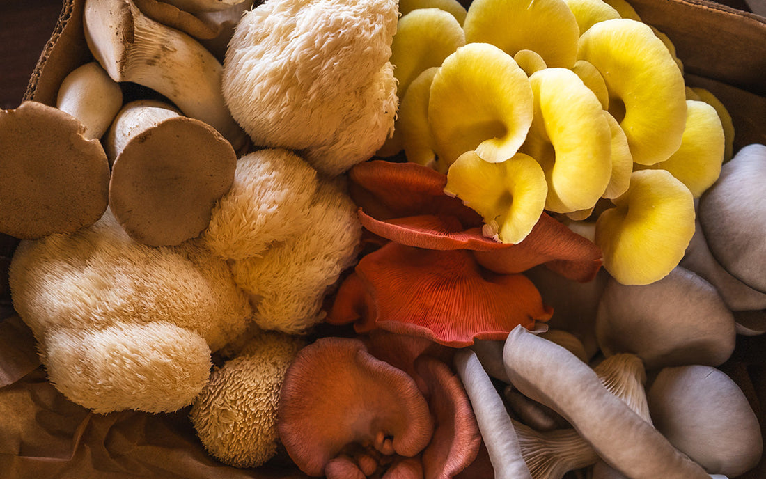 Turkey Tail : Soutien Contre la Fatigue et pour Meilleure Concentration