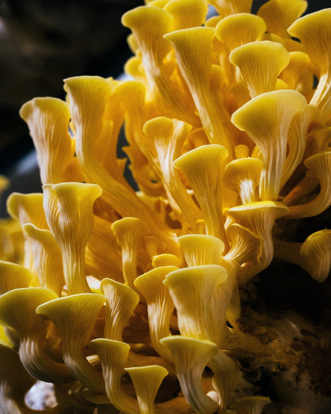 What Is the Gut Mycobiome, and Why Does It Matter?