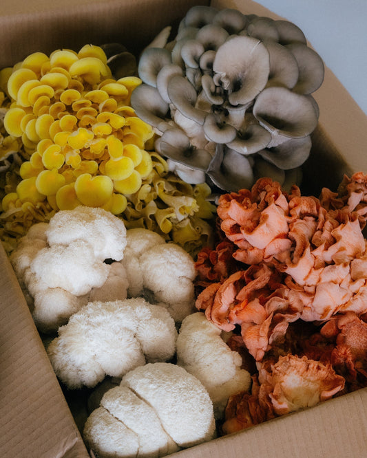 A Beginner’s Guide to Functional Mushrooms: Which One Do I Need?