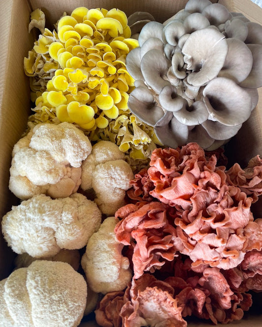 Functional Mushrooms: The Complete Guide
