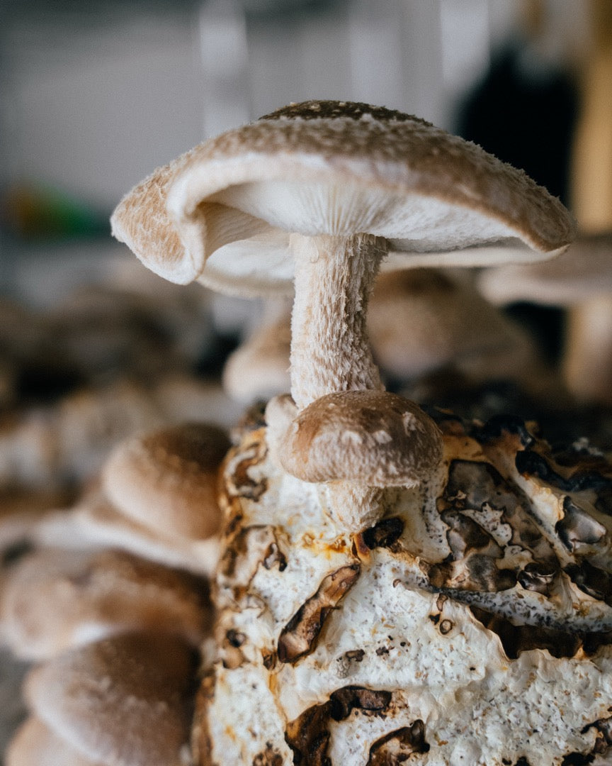 Shiitake: More Than a Culinary Mushroom
