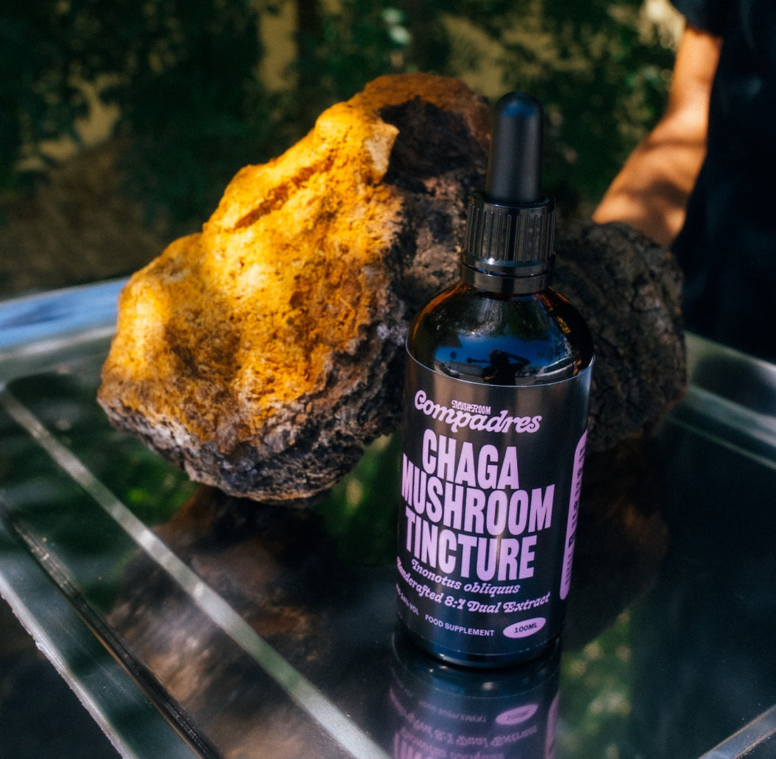 Chaga Tincture: Benefits, Dosage and How to Take It