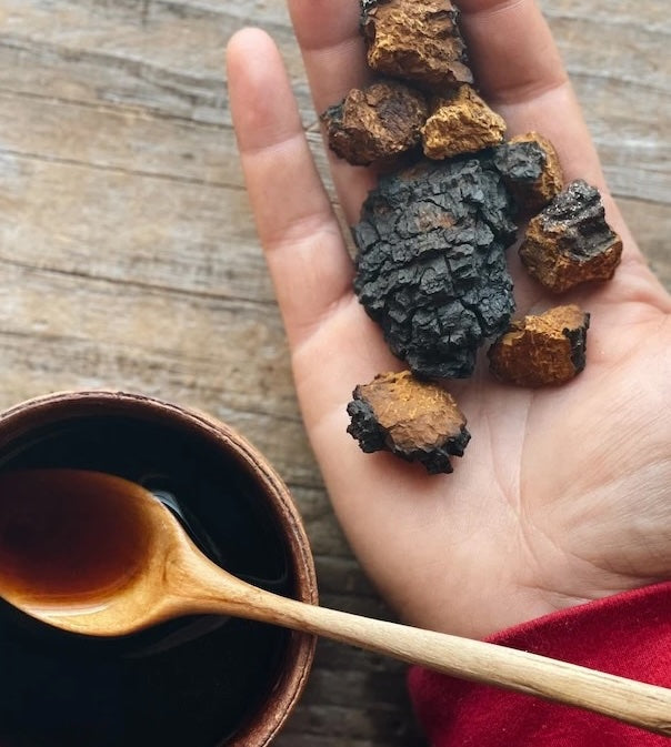 Chaga Mushroom: Benefits, Uses & What the Research Says