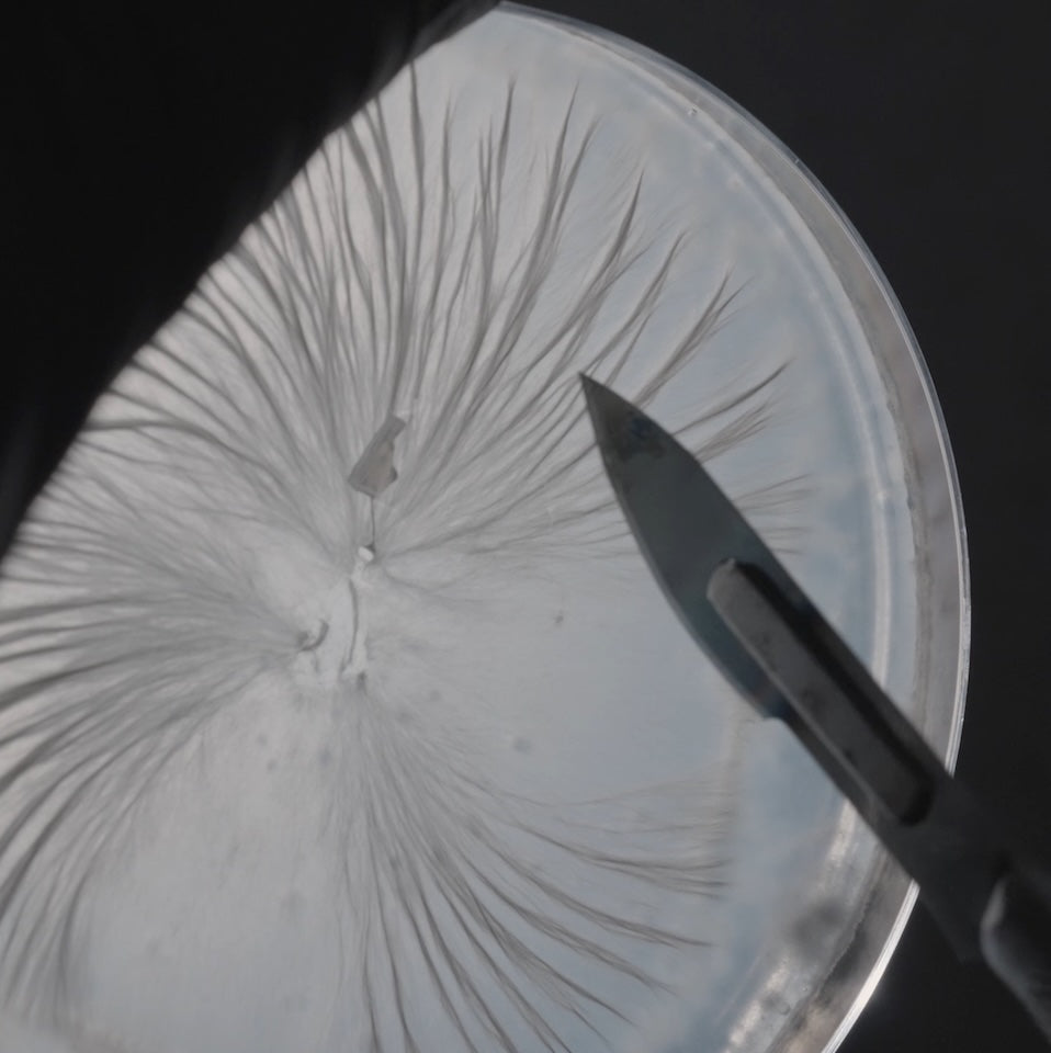Turkey Tail: Apoio Contra a Fadiga e para Melhor Concentração