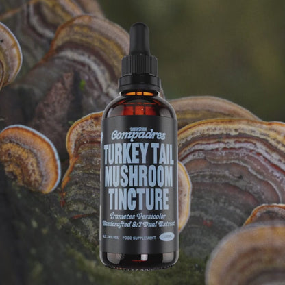 Turkey Tail Tincture